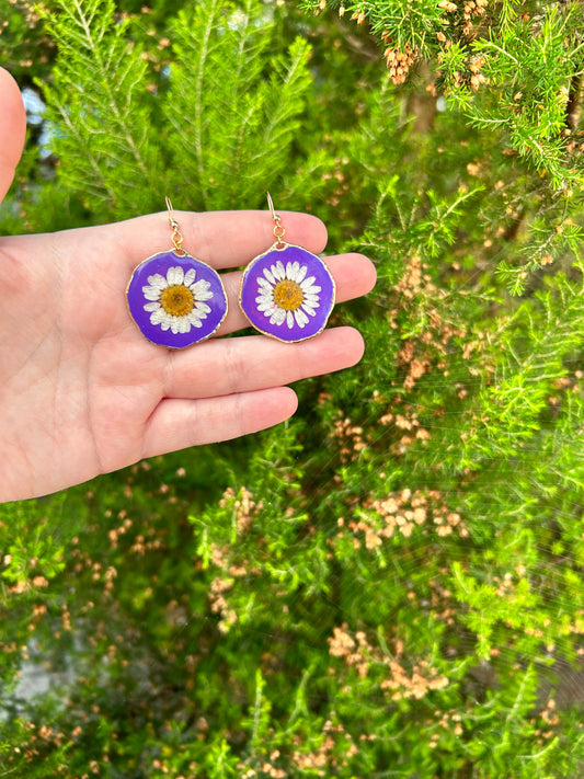 Painted Daisies